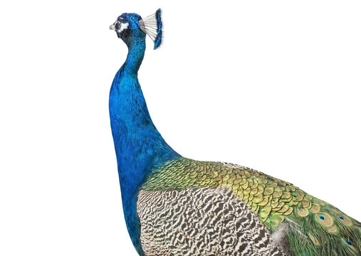Fototapeta The peacock