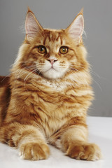 Close up of a maine coon cat, in front of a grey background