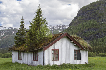 Kurioser Dachgarten