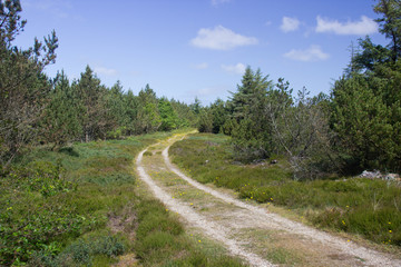 Fototapeta na wymiar Waldweg durch die Heide