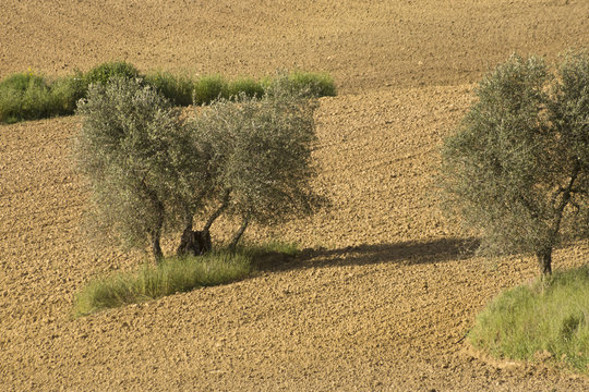 Olivenb&auml;ume auf einem Feld