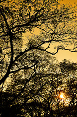 Tree silhouette nature pattern with sunset sky
