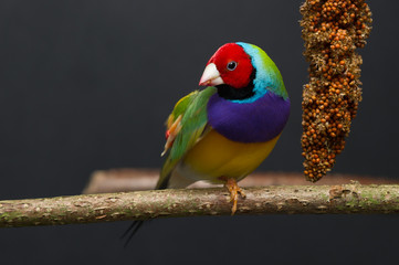 Gouldamadine