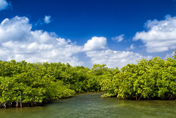 Mangroves growing in shallow lagoon, bay of Grand Cayman, Cayman - obrazy, fototapety, plakaty