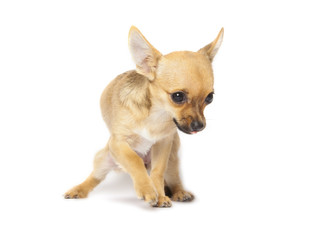 Young chihuahua