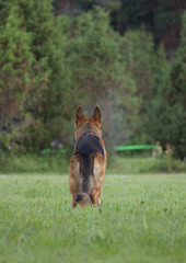 German sheepdog is standing outside under the rain