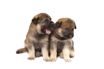 two sheepdog`s puppies isolated over white background