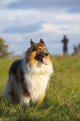 Rough Collie