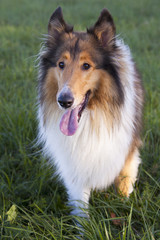 Rough Collie