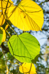 Yellow and green leaves of lime tree