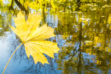 Yellow maple leaf on a background of water reflections of autumn