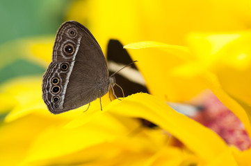 Naklejka premium Closeup of the exotic butterfly Caligo spp