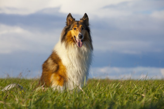 Rough Collie