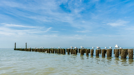 Fototapeta na wymiar Timber groynes on the beach at the north sea