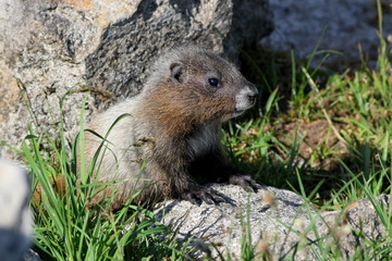 Juvenile Hoary Marmot