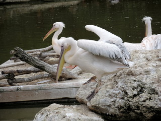 Pelicans blanc 2