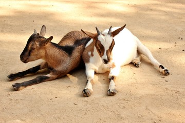 Chèvres naines du Sénégal