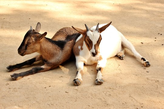 Ch&egrave;vres naines du S&eacute;n&eacute;gal