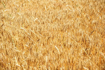 Cornfield