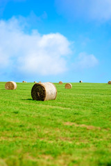 Heuernte, Rundballen auf einer Wiese