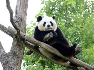 Obrazy na Szkle  Wielka Panda 2