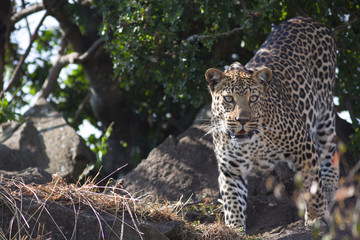 Naklejka na ściany i meble Wild leopard feline in the bush