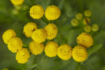 Flora - Rainfarn