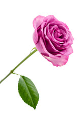 Pink rose isolated on white