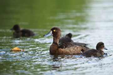 Tufted Duck, Aythya fuligula