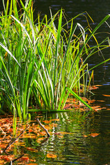 Reeds at the shore of a lake
