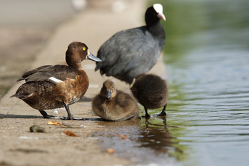 Tufted Duck, Aythya fuligula