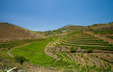 Fototapeta na wymiar Vineyards around Bandama