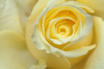 pale yellow rose background