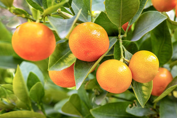 Citrofortunella microcarpa