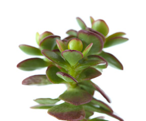 crassula plant