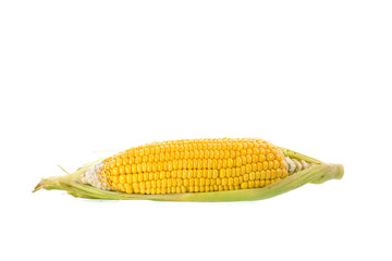 fresh corn