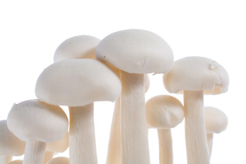 Organic mushroom