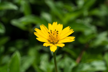 Obraz premium daisy flower