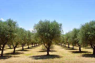 olive trees, Tuscany, Italy, Europe