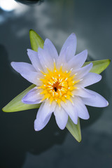 purper lotus