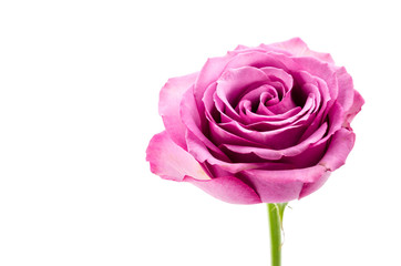 Pink rose isolated on white