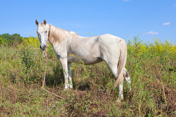 Fototapeta premium white horse