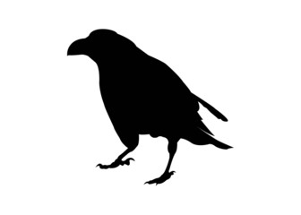 Crow  Silhouette