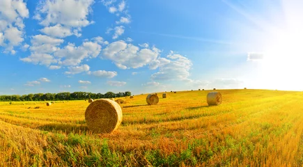 On a farm © denis_333