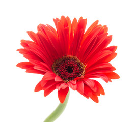 Gerbera