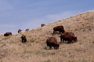 Naklejka na ściany i meble Herd of Bison on Yellowstone Hillside