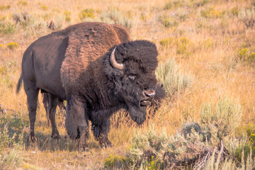Obraz premium A Bison Up Close and Personal in Yellowstone