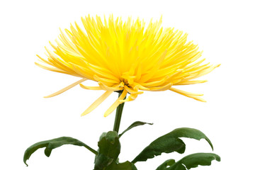 yellow Chrysanthemum,