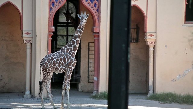 Giraffe At Zoo