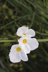 Chá-do-brejo, planta medicinal